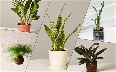 Indoor plants, desks, offices, content creation rooms are richer 5434223212