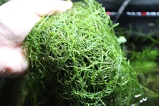 Java Moss Aquarium Plant NO DUCKWEED GUARENTEED