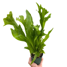 Green Flame Fern Microsorum punctatum 6" Pot Rare Crested Elkhorn Fern