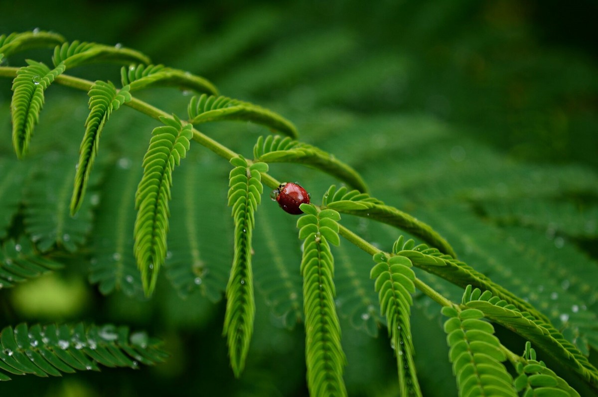 やっしー　アカシア904545 10 Seeds Rusty Acacia Tree Seeds! -Acacia ferruginea | eBay
