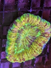 WYSIWYG Rainbow Trachyphyllia Wellsophyllia Trachy Open Brain Coral Live Frag
