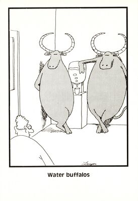 Postcard Water Buffalos Comic Animal Chronicle Features