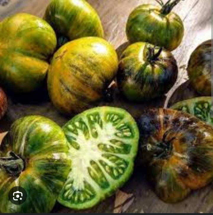 Xanadu Green Goddess Tomato 20+ Seeds | Exotic & Very Rare | Tomato Seeds - Image 3 of 4