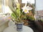 Indexbild 3 - Kermaik Blumentopf .. handgemalt in Thailand.. ein Blickfang für ihre Wohnung
