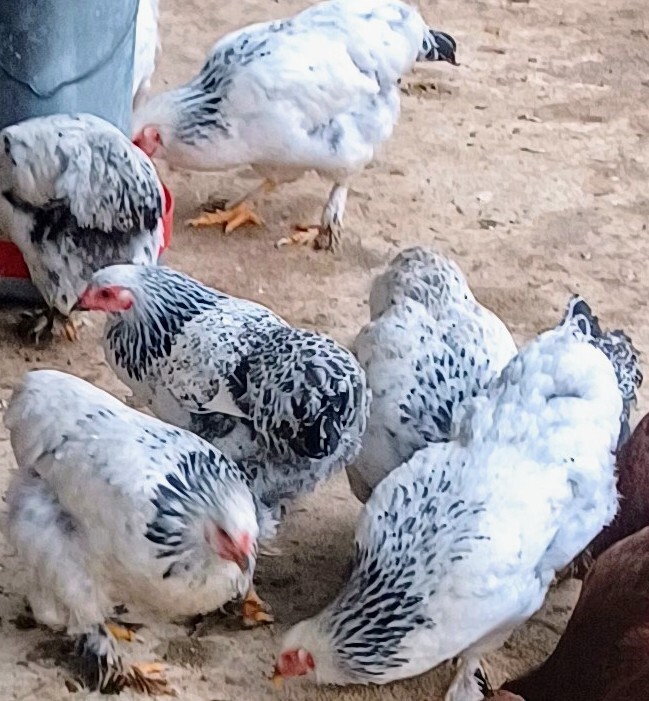 12 Large Cochin Jersey Giant Brahma Cross Hatching Eggs Read