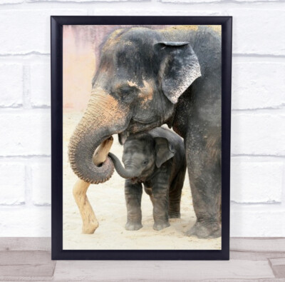 Zwei Elefanten Zootiere junges Baby Jungtier Elefanten süß klein Wandkunstdruck