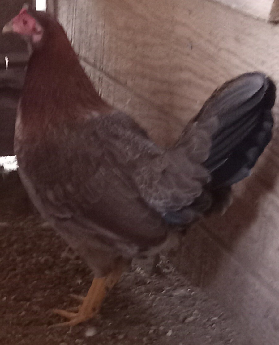 2 Cardinal Club Kelso HensPoultry Gamefowl hatching eggs for sale eBay