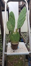 Opuntia gomei 'Old Mexico' (Old Mexico Prickly Pear)  plant