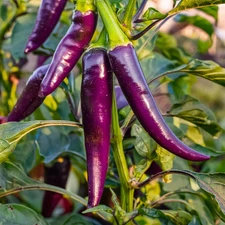50+ PURPLE CAYENNE PEPPER SEEDS -- HOT ----------- HEIRLOOM ---- NON GMO - FRESH