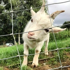 Secure Galvanized Wire Fencing Advanced Weave Livestock Barrier Metal Fence