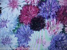 300 seeds BACHELOR BUTTON-POLKA DOT FLOWER SEEDS