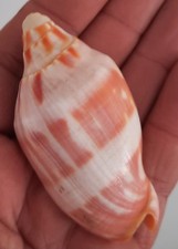 curiosité , taxidermie ,Coquillage : Volute Volutoconus Coniformis 