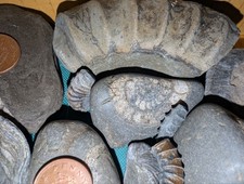 Large Selection of Genuine Whitby Fossil Ammonites, Shells & More Jurassic Coast