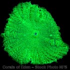 Corals of Eden ~ NONWYSIWYG Live Coral Frag ~ Twisted Lizard Mushroom SOFT CORAL — photo 7
