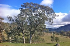 Eucalyptus microcarpa - Inland Grey Box - 100 seeds