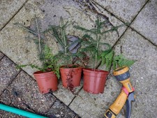 3 X Norway Spruce, Small Plants , ideal for Bonsai.