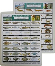 Bait Catching Fish & Sea Life 2-Card Set - South Atlantic & Gulf of Mexico