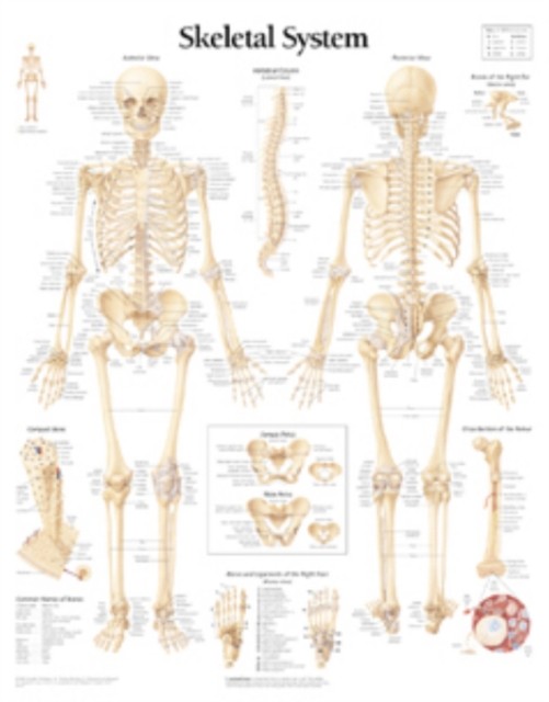 Skeletal System Laminated Poster by Scientific Publishing POSTER / WALLCHART