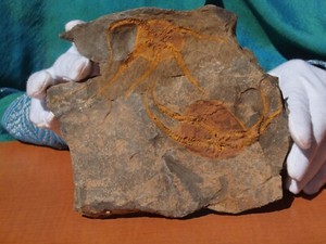 Large Fossil Starfish Geocoma Carinata from Morocco 150 Million Years Old