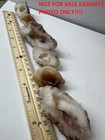  3Lb Lot Chalcedony Quarts Crystal Agate Geodes Nodules Round Mountain Arizona  — photo 3