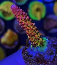 Live coral PC Rainbow Acropora SPS Coral 1-2” Frag Reef Tank