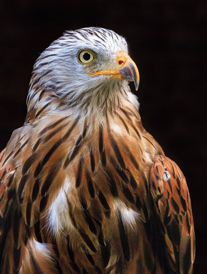 Postkarte *   Red Kite * Rotmilan  Postcard  #  NO 1