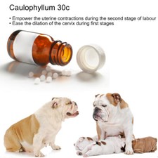 Caulophyllum 30c Prepare cervix for labour empower Contractions Dog Whelping Aid