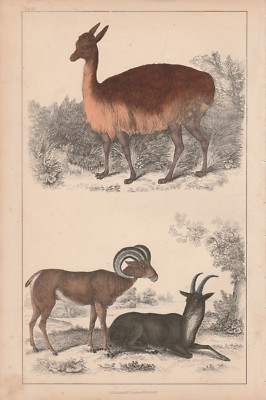 1840 Antique Hand Coloured Print of Vicugna of Peru and Argali of Big Horn