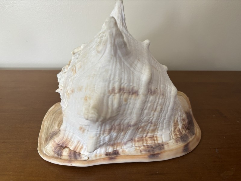 Horned CASSIS Cornuta Giant Helmet Conch Shell 8” X 8” X 7" Large Pink