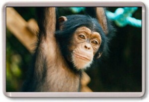 Fridge Magnet Baby Chimp Large Cute Nature Wildlife Africa Ebay