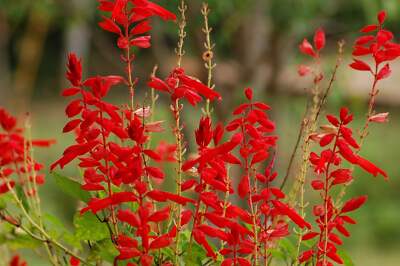 400 SCARLET SAGE (Lady-In-Red Salvia / Blood Sage / Red Texas Sage) Salvia Cocci