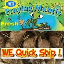 5 Fresh Mantis Egg Case + FREE Hatching Habitat Bag Picked 2026 Season