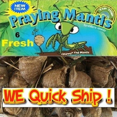 6 Fresh Mantis Egg Case + FREE Hatching Habitat Bag Picked 2026 Season