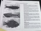 Knightia Fossil Fish Green River Formation Wyoming w/ Original Quarry Docs — photo 3