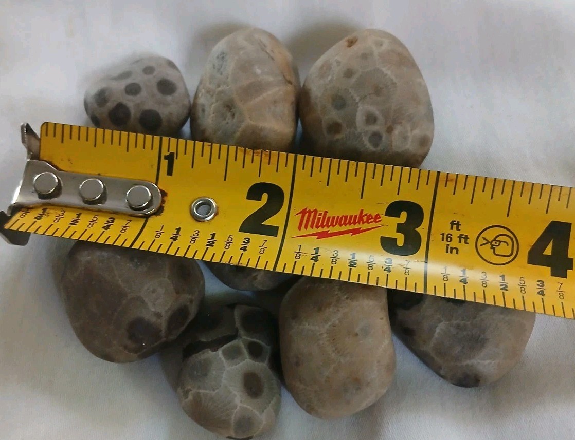 High Quality Michigan Petoskey Stones • 5oz Unploshed • Great Lakes Fossil Coral