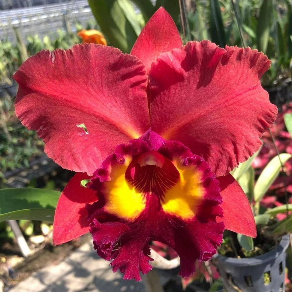 Cattleya plant deals