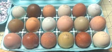 3 Rainbow Hatching Rainbow Hatching Eggs Olive Ayam Darks Speckles Blooms