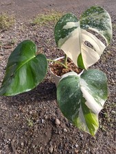 Real Pikture Monstera Albo White Tiger Variegated