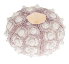 Alloggiamento riccio di mare NaDeco Sputnik (Sputnic) | Phyllacanthus imperiali | Tillandsia