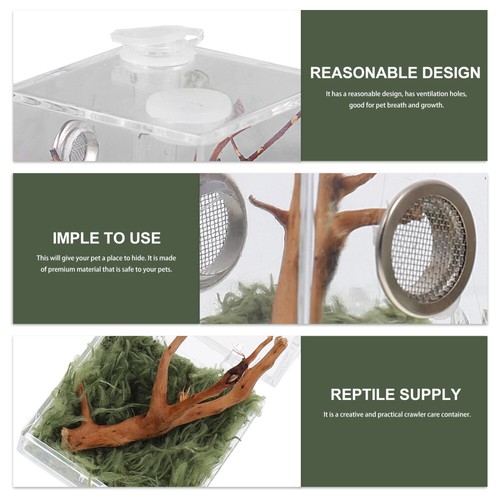Boîte Délevage boutiques Daraignées Sauteuses Cas De Reptiles Habitat Des