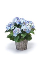 Artplants Kunstblume Hortensie Jone Im Korb, Blau, 45Cm