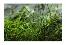 100x Eleocharis acicularis Mini Nadelsimse Aquarium Pflanzen - Samen A455