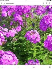 4 Purple Tall Phlox - Perennial Live Plant With Roots