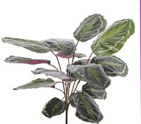 Artplants Deko Pflanze Calathea Medaillon Brihanna Auf Steckstab, GrüN, 75Cm