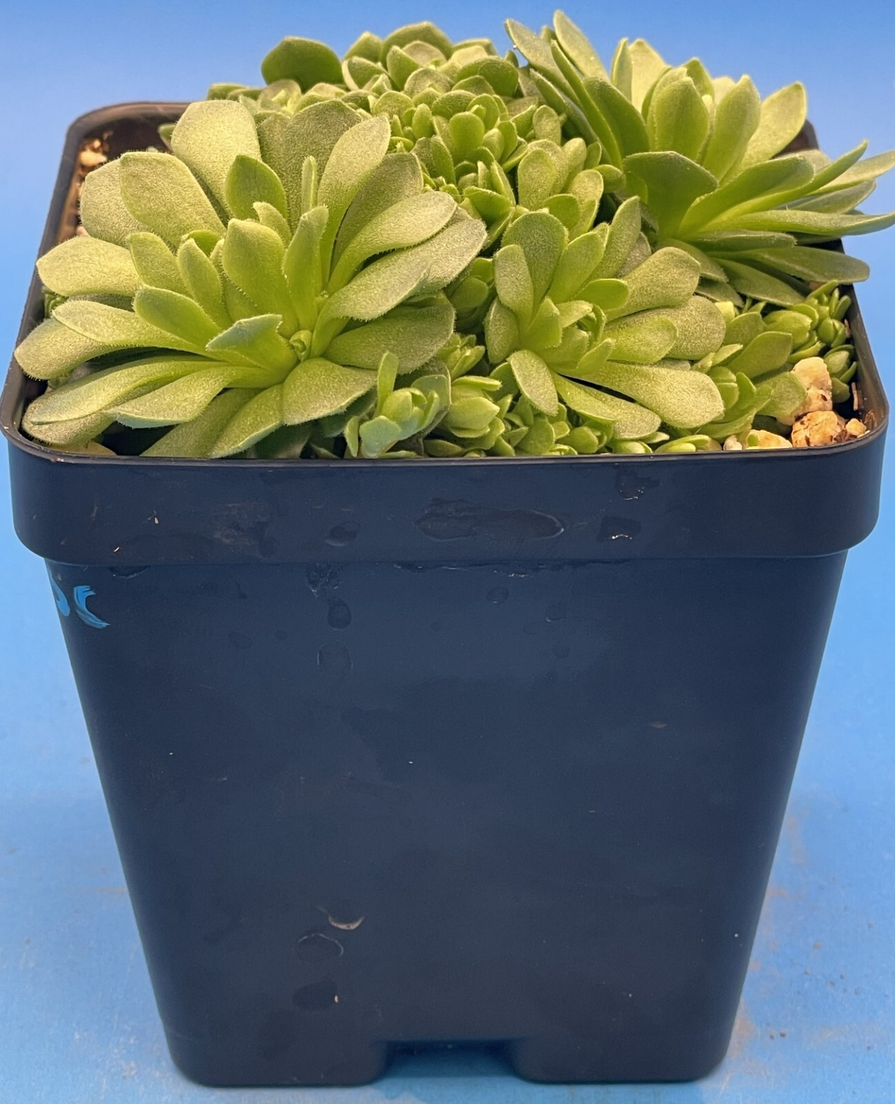 Turkish Stonecrop - RARE - Prometheum Muratdaghense - Ships in 3.5” pot (1)