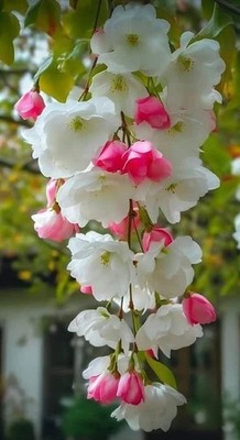 Weeping begonia flowers bulbs begonia pure white with pink flower pack of 2 bulb