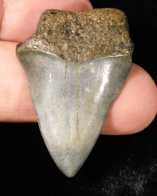 #ad Six MILLION Year Old Ancestral Great WHITE SHARK Tooth Fossil 100% Natural 2.18 $15.99