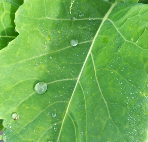 Daubenton Perennial Winter Kale - Two Cuttings - Free UK delivery! - Afbeelding 2 van 3
