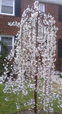 Snow Showers Weeping Japanese Flowering Cherry Tree 5-6ft Tall By Direct Plants