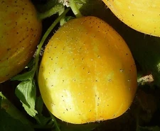 True Lemon Cucumber Seed - Heirloom Lemon Garden Cucumbers Seeds (0.50g to 3.0g)